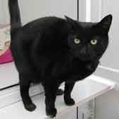 Sooty, from Thanet Cat Club, Broadstairs, homed through Cat Chat