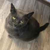 Sparkle, from Cats Protection Stourbridge, Dudley & Wyre Forest, Stourbridge, homed through Cat Chat
