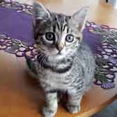 Ziggy, from Cat Homing and Rescue (CHAR), Warrington, homed through Cat Chat