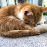 Benny, from Caring Animal Rescue, Stafford, homed through CatChat