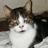 Biscuit, from Whinnybank Cat Sanctuary, Newburgh, homed through Cat Chat