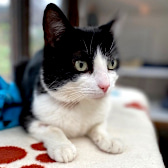 Bob, from Aylesbury Cat Rescue, homed through CatChat