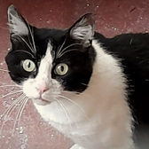Bruno, from Maesteg Animal Welfare Society, homed through CatChat