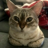 Crystal, from Bengal Cat Association, Birmingham, homed through CatChat