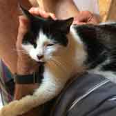 Daisy, from KP Animal Rescue, Rochford, homed through Cat Chat
