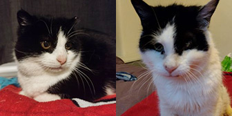 Donna & Zelda, from Rescue Kitties, Manchester, homed through CatChat