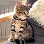 Hollie, from Caring Animal Rescue, homed through CatChat