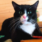 Julian, from Bushy Tail Cat Aid, homed through CatChat