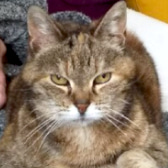 Lisette, from BJ Cat Rescue, homed through CatChat
