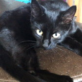 Lola, from Caring Animal Rescue, Stafford, homed through CatChat