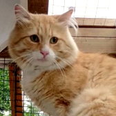 Ludi, from Bushy Tail Cat Aid, homed through CatChat