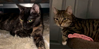 Lulu & Thomsk, from Furballs Rescue, homed through CatChat