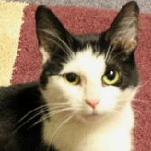 Polly, from Canny Cats, Newcastle, homed through Cat Chat