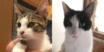 Rajah & Pablo, from Burton Joyce Cat Welfare, homed through CatChat