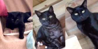 Todd, Peter & Simon, from BJ Cat Rescue, Nottingham, homed through CatChat