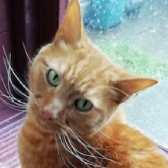 Archie, from Mitzi’s Kitty Corner, Totnes, homed through Cat Chat