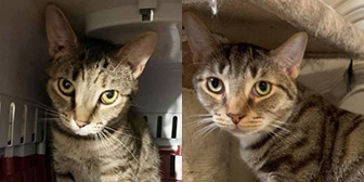 Belle & Bungo, from Furballs Rescue, Camberley, homed through Cat Chat