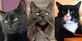 Bob, Richie & Julian, from Bushy Tail Cat Aid, Watford, homed through Cat Chat