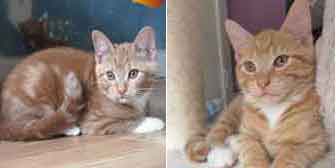 Hewey & Dewey, from Bushy Tail Cat Aid, Watford, homed through Cat Chat