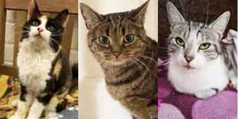 Jessie, Mirabel, Phoebe and more… , from BBJ Cat Rescue (working with North Notts Cat Rescue, Nottingham