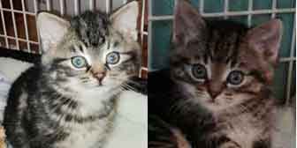 Luka & Leo, from  Whinnybank Cat Sanctuary, Newburgh, homed through Cat Chat