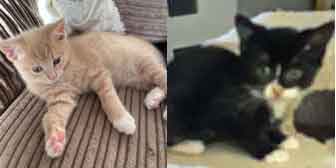 Millie & Nigel, from Ryedale and Scarborough Cat Welfare, Scarborough, homed through Cat Chat