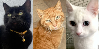 Alex, Dodger, Edith, Ginge, Missy & Star, from Maesteg Animal Welfare Society, Bridgend, homed through CatChat