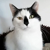 Archie, from Mitzi's Kitty Corner, Totnes, homed through CatChat
