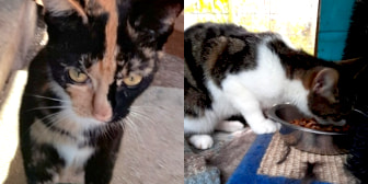 Caramel & Dolly, from Maesteg Animal Welfare Society, Bridgend, homed through CatChat
