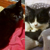 Choccie & Bramley, from Cat Action Trust 1977 - Leeds, Leeds, homed through CatChat