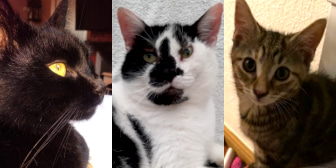Cody, Mikie, Lola, Iris, Rupert & Omanji, from Little Paws Cat Haven, Wolverhampton, homed through CatChat