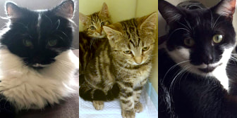 Evie, Kurt, Freddie & Millie, from Caring Animal Rescue, Stafford, homed through CatChat