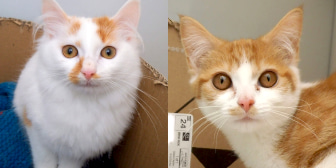 Luca & Leena, from Caring Animal Rescue, Stafford, homed through CatChat