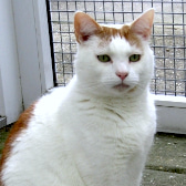 Lucky, from Thanet Cat Club, Broadstairs, homed through CatChat
