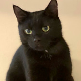 Mini, from All Animal Rescue, Southampton, homed through CatChat