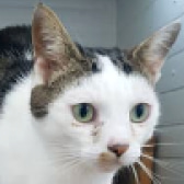 Monroe, from Four Paws Cat Rescue, Oxford, homed through CatChat