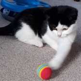 Nicky, from Ryedale & Scarborough Cat Welfare, Scarborough, homed through Cat Chat