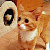 Piper, from Little Cottage Rescue, Luton, homed through CatChat