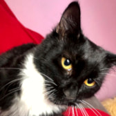 Purdy, from Caring Animal Rescue, Stafford, homed through CatChat