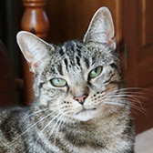 Rosie, from Anim-Mates, Sevenoaks, homed through Cat Chat