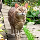 Rupert, from Yorkshire Cat Rescue, Keighley, homed through CatChat