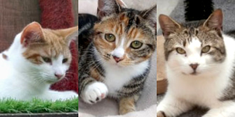 Sue, Max, Letitia & Patch, from Orphan Annie's Cat Rescue, Basildon, homed through CatChat