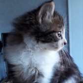 Tango, from Ryedale & Scarborough Cat Welfare, Scarborough, homed through Cat Chat