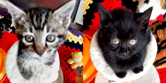 Tilly & Luna, from Caring Animal Rescue, Stafford, homed through CatChat
