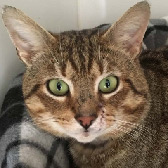 Timmy, from Lancashire Paws Cat Rescue, Bolton, homed through Cat Chat