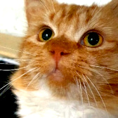 Toby, from Bart's Legacy Cat Sanctuary, Rochdale, homed through CatChat