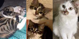 Bella & kittens Yorkie & Ferrero, & Bella, from Little Paws Cat Haven, Wolverhampton, homed through Cat Chat