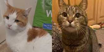Alfie & Leia, from Little Paws Cat Haven, Wolverhampton, homed through Cat Chat