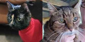 Alma-Rose & Kitty, from Toe Beans Cat Rescue, Saffron Walden, homed through Cat Chat