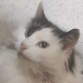 Annie, from Bart's Legacy Cat Sanctuary, Rochdale, homed through Cat Chat